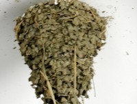 掉到窝外的燕子