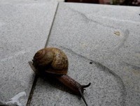 《不放弃》读后感10篇