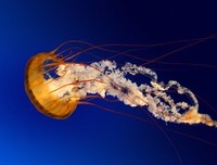 《浴血黑帮 第一季》经典观后感10篇