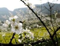 关于李花的语句
