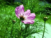 遇见格桑花的读后感10篇