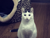 我是猫经典读后感10篇