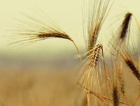 最经典的《每次想你都 心痛 》语录摘抄