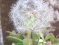 蒲公英很 脆弱 