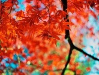 关于米歇的语句