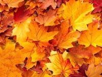 最全的《金色的风》语录摘抄大全