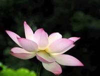 描写小鱼的经典句子