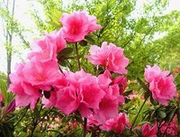 文乡传真｜枞阳县城的格桑花开了，快来赏花哟！