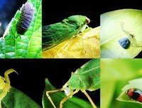《人间昆虫记》观后感精选10篇
