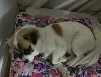 刘禹锡：人到中年无自由，不如唐朝一条狗