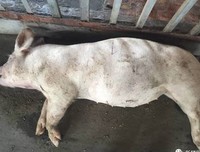 《猪命》经典观后感10篇