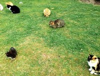 关于花猫的座右铭