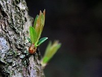 萌芽经典 | 风又起