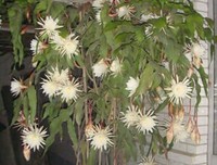 昙 花