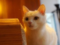 忘记呼吸的猫名言名句