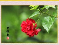 黑花的名人名言