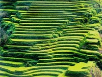 关于成刚的格言