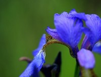 《马兰花》观后感10篇