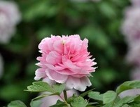 关于伸伸的语句