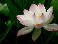 最新的《莲花》小说句子大全