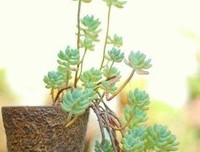 把生活过得慢一些，也是一种能力