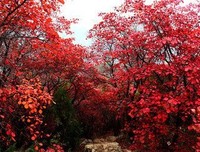最全的《灵性深处开莲花》经典句子大全