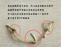 《情人泪：岁月尽头》读后感10篇