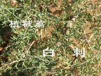 《寻路美国》经典读后感10篇