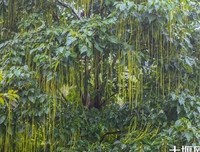 藏在雨中的秘密