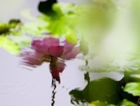 花非花 梦非梦的读后感10篇