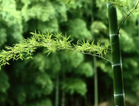 有关蒋光潜名言