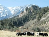 《贺兰雪》经典观后感集