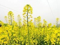 《鳖有洞天》的读后感10篇