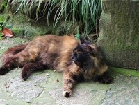 一角的猫
