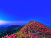 七月之幸，幸在遇见你—“映山红”