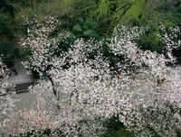 樱花浅吟的句子