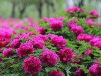 关于喜欢的优美句子