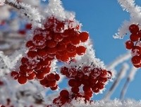 冬季的雪