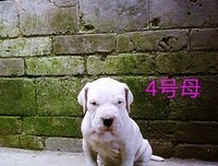 有关小杜名言