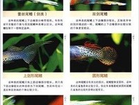 《孔雀》读后感10篇