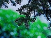 《听雨》的句子