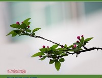 海棠依舊：知否？知否？應是綠肥紅瘦 卷七 那人卻道，
