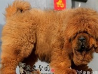 有关八再而并往长安的句子