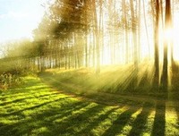 盛夏花开句子大全
