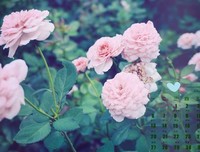 隔墙 玫瑰 读后感精选10篇