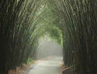 静梳过往