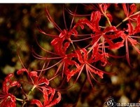 描写曼殊沙华的语句摘抄