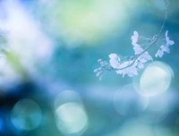 只要你美丽