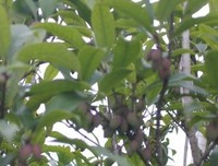 《鬼龙院花子的一生》的观后感10篇