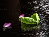 花自飘零的优美句子